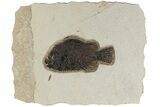 Fossil Fish (Cockerellites) - Green River Formation #189287-1